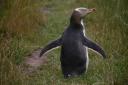 geeloog pinguin 2