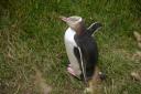 geeloog pinguin