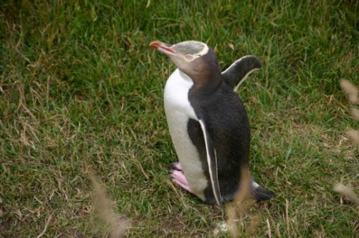 geeloog pinguin