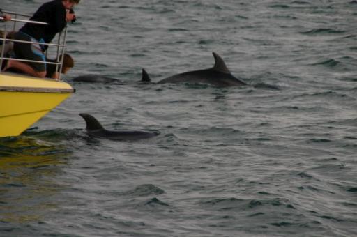 spelen bij de boot