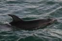 Flipper