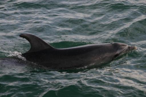 Flipper