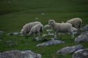 Plassend schaap