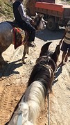 IMG_1805