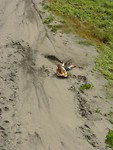 Sandboarding
