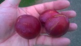 Eten uit de natuur