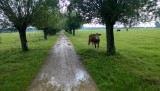 Dames gezelschap