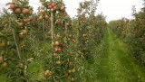 Valt niet ver van de boom