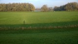 Witte paarden bij de Lek