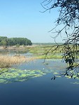 Wetlands