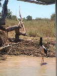 Jabiru