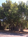 Bunyan tree