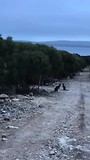 Kangaroos