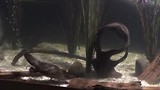Platypus