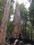 Huon Pines