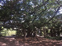 Banyan tree