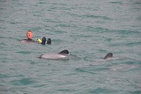 King of the dolphins
