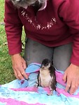 White flippered penquin