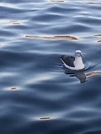 White capped Albatros