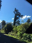 Walking tree