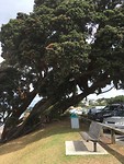 Pohutukawa