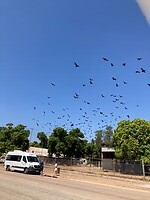 Welcomed by flying foxes