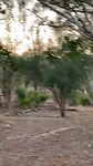 Wallaroo's at Katherine