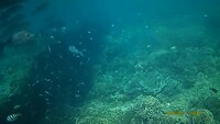 Snorkeling from glassbottom boat