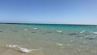 Reef sharks