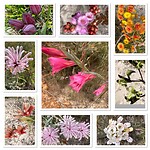 Bloemenmozaiek Badgingarra NP