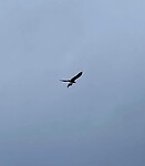 Osprey