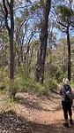 Kookaburra's