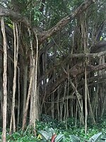 The Bunyan tree