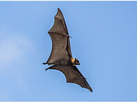 Flying Fox