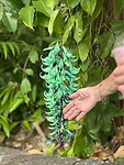 Jade Vine