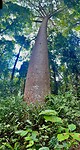 Kauri tree