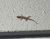 Gecko