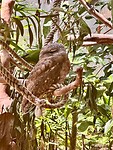 Marbled Frogmouth owl