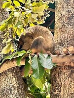 Tree kangoeroe