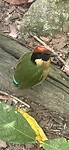 noisy pitta