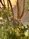 Onze favoriet de Koala