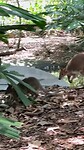Hop hop kanga