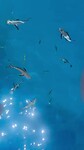 Reef cruise