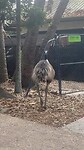 Emu