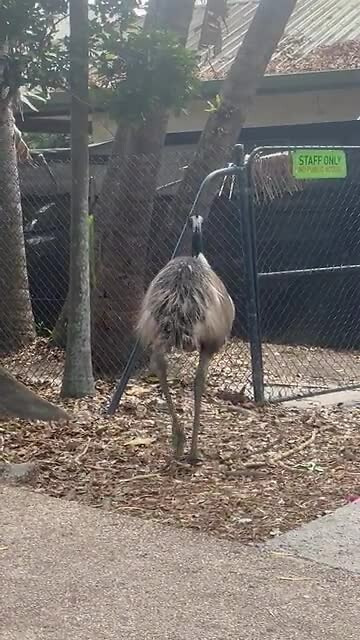 Emu