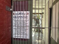 Oude druif