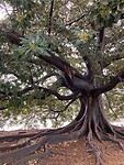 Moreton figtree