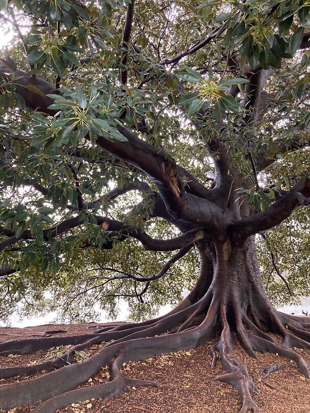 Moreton figtree