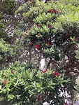 Pohutukawa