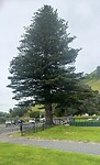 Silverfern